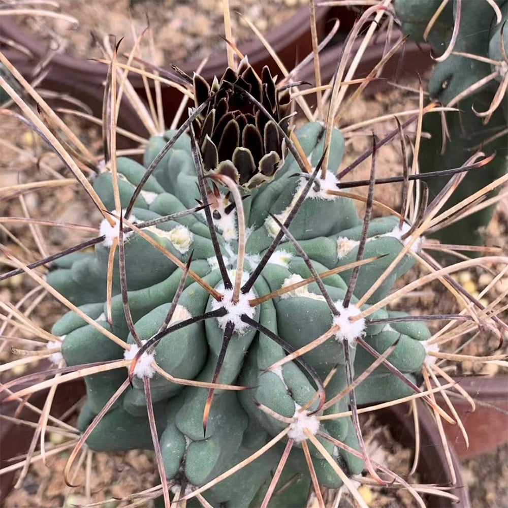 Chihuahuan Fishhook Cactus Seeds, Pkt of 25