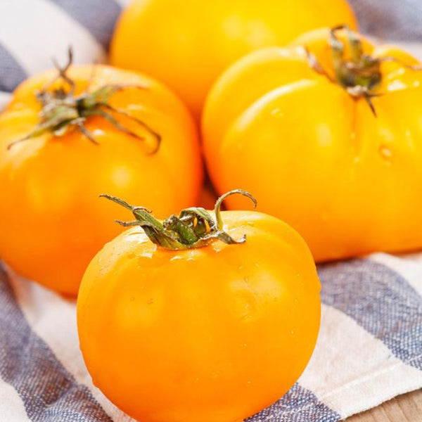 'Yellow Beauty' Beefsteak Tomato, 10 Seeds