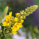 Mullein Seeds, 200 Seeds