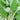 Large-Leaf White-Stem Water Spinach Seeds, 20g