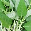 Large-Leaf White-Stem Water Spinach Seeds, 20g