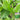 Jiemei Taoshan Chinese Broccoli Seeds, 10g