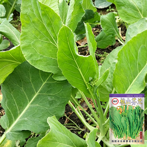 Jiemei Taoshan Chinese Broccoli Seeds, 10g