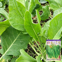 Jiemei Taoshan Chinese Broccoli Seeds, 10g
