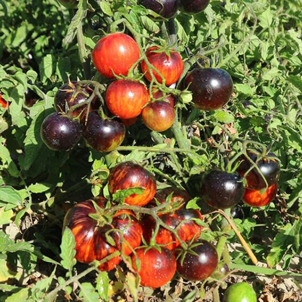 K Night Queen Tomato, 20 Seeds