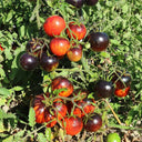 K Night Queen Tomato, 20 Seeds