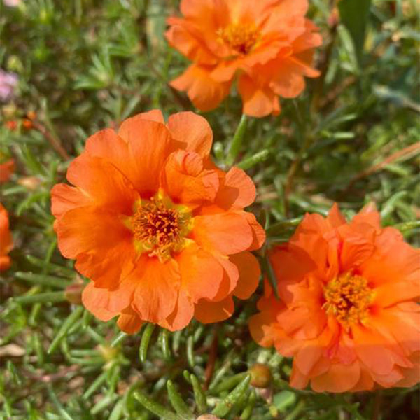 Hezhichun Coral Red Moss-Rose Purslane Seeds, 1g