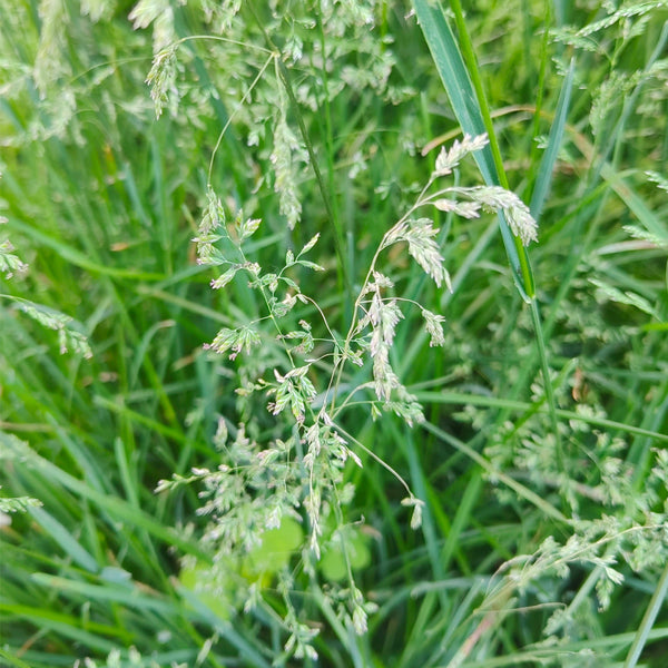 Poa pratensis 'Ginney II BT' Seeds, 200g