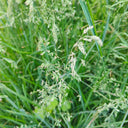 Poa pratensis 'Ginney II BT' Seeds, 200g
