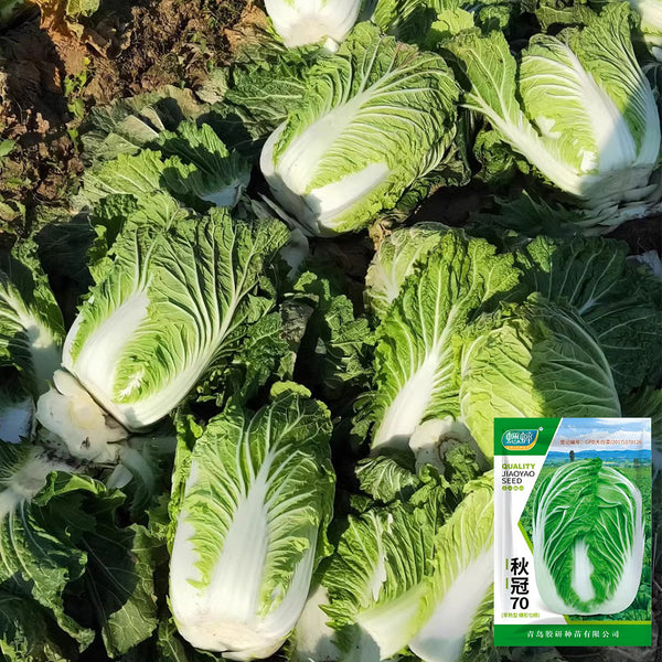 'Qiuguan 70' Chinese Cabbage Seeds, 10g