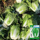 'Qiuguan 70' Chinese Cabbage Seeds, 10g