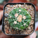 Echinocactus texensis, 3cm
