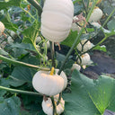 White Baby Pumpkin Seeds, 5 Seeds