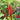 Cayenne Pepper, 20-30 Seeds
