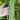 Huajun No.10 Snow Bean Seeds, 10g