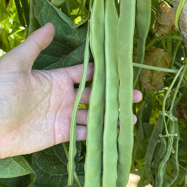 Huajun No.10 Snow Bean Seeds, 10g