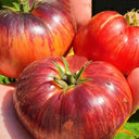 815 Dwarf Indigo Queen F4 Tomato, 5 Seeds