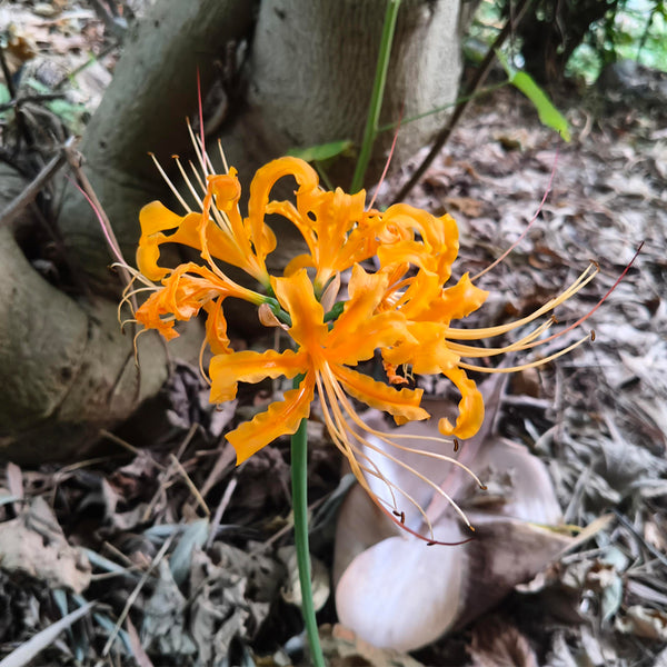 Golden Spider Lily, 3 Bulbs