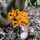 Golden Spider Lily, 3 Bulbs