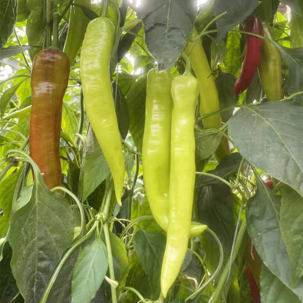 Ruila Spicy Goat's Horn Pepper Seeds, 50 Seeds