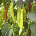Ruila Spicy Goat's Horn Pepper Seeds, 50 Seeds