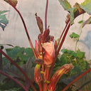 Jinfeng No.9 Red Okra Seeds, 10g