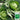 Cuixiaoluo Round Cabbage Seeds, 2g