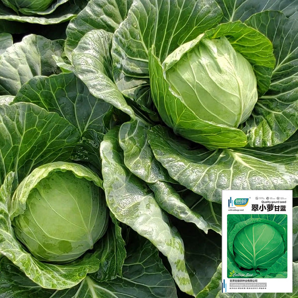 Cuixiaoluo Round Cabbage Seeds, 2g