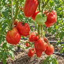 287 Mystery of the Rose Valley Tomato, 5 Seeds