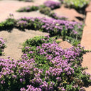 Creeping Thyme, 100 Seeds