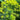 ANE02 Dill, 100 Seeds