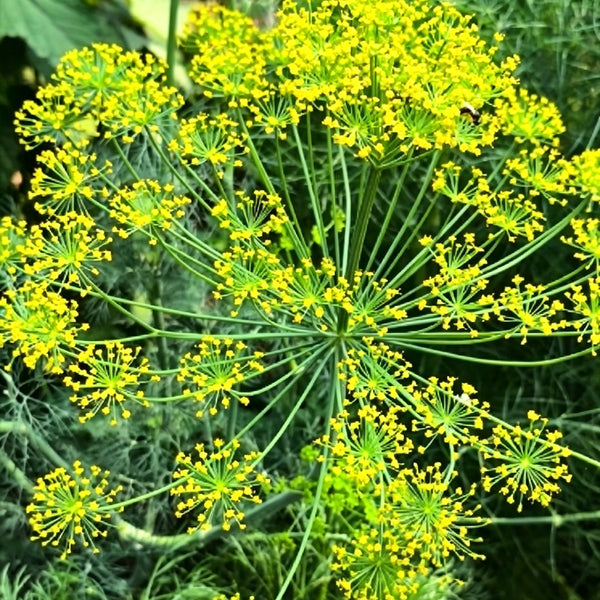 ANE02 Dill, 100 Seeds