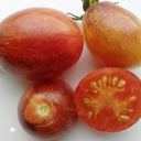 276 Ibiza Experimental Tomato, 5 Seeds
