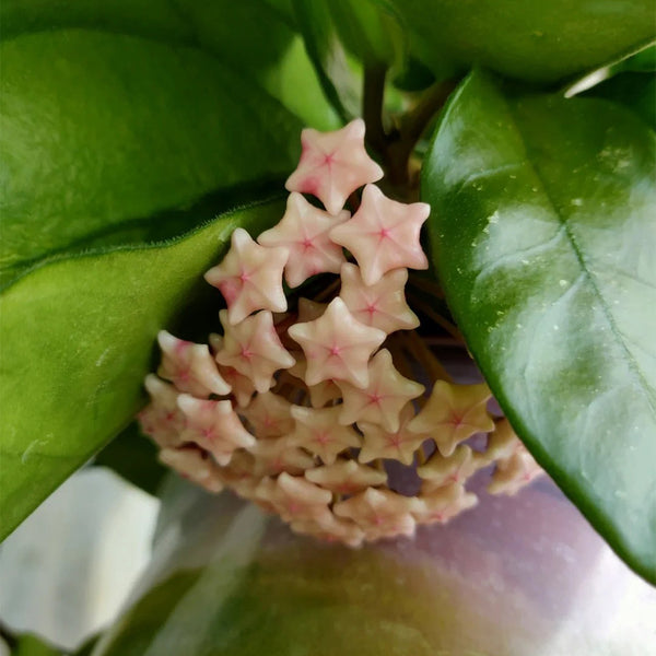 Hoya Jianfenglingensis, 5 Cuttings