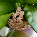Hoya Jianfenglingensis, 5 Cuttings