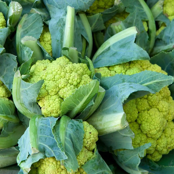 Green Cauliflower, 10 Seeds
