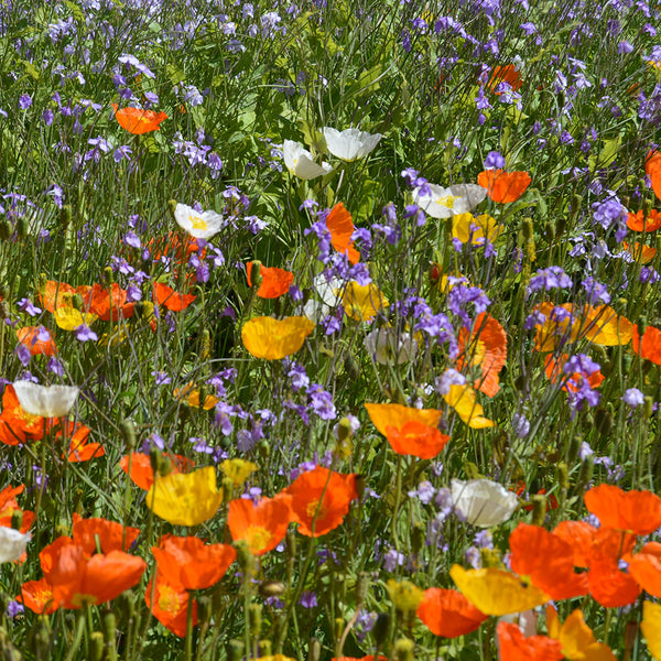 Wildflower Mix, 1000 Seeds