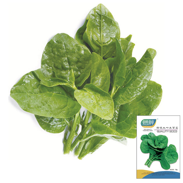 Large-Leaf Malabar Spinach Seeds, 10g
