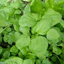 Round-leaf White Amaranth Seeds, 8g