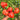 395 Dwarf Stony Brook Heart Tomato, 5 Seeds
