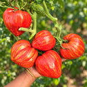 395 Dwarf Stony Brook Heart Tomato, 5 Seeds