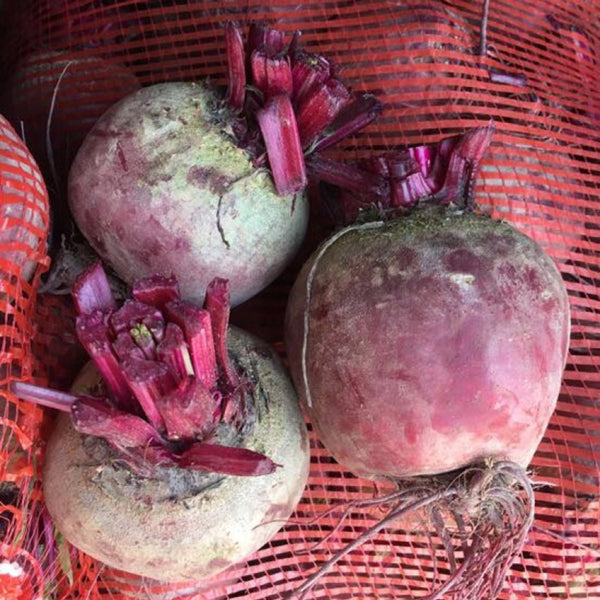 HC Purple Top Beet Seeds, 10g