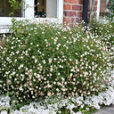 Mexican Fleabane, 20 Seeds