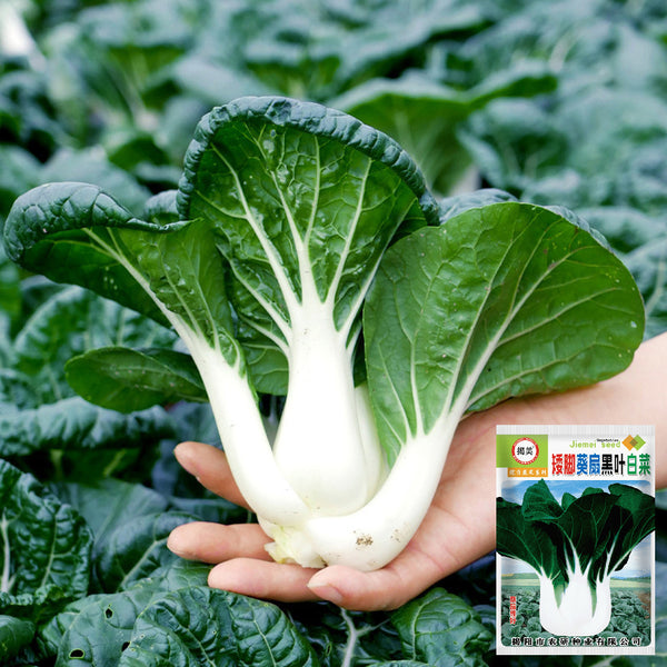 Dwarf Black-leaf Pak Choi Seeds, 20g