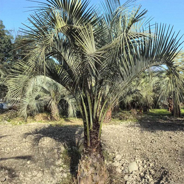 Jelly Palm Seeds, 25 Seeds