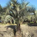 Jelly Palm Seeds, 25 Seeds