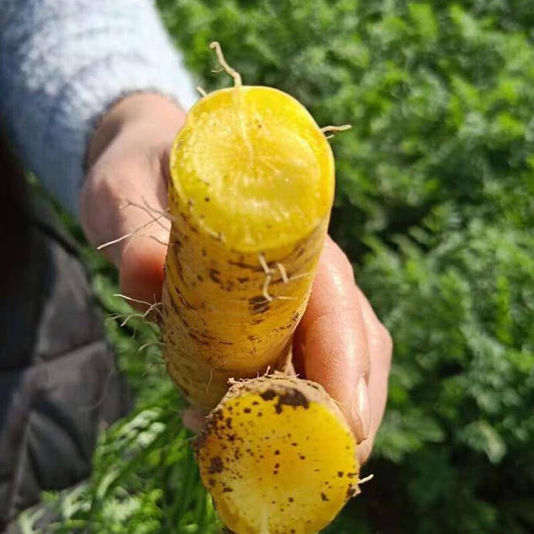 Qitou Yellow Carrot Seeds, 5g