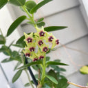 Hoya cumingiana, 5 Cuttings