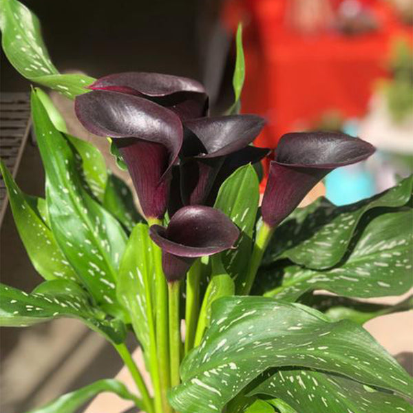 'Black Hero' Calla Lily, 16/18cm Circumference, 1 Bulb