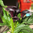 'Black Hero' Calla Lily, 16/18cm Circumference, 1 Bulb